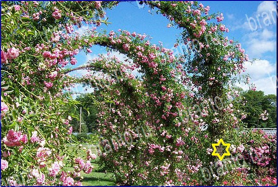 ответы на игру Найди кота Уровень 2585