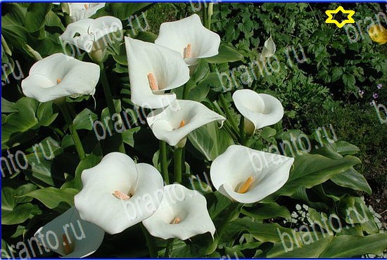 ответы на игру Найди кота Уровень 2590