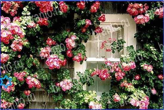 Игра Найди кота в Одноклассниках прохождение Уровень 2592