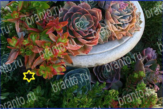 Игра Найди кота в Одноклассниках подсказки Уровень 2596