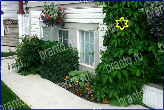 Найди кота игра в Одноклассниках подсказки Уровень 2599