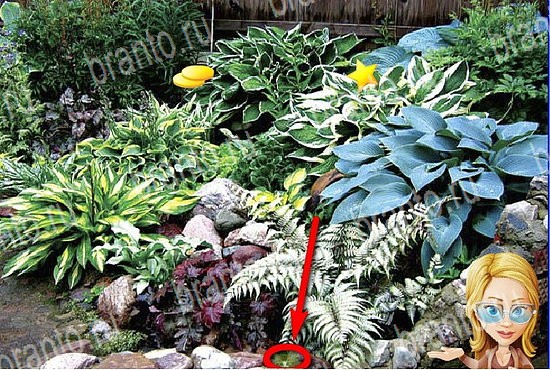 ответы на игру Найди кота Уровень 2616