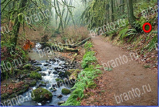 подсказки на игру Найди кота Уровень 2620