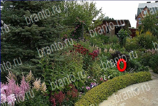 ключи на игру Найди кота Уровень 2628