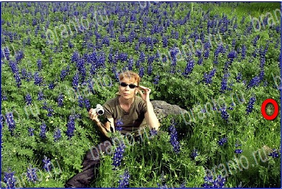 Игра Найди кота в Одноклассниках подсказки Уровень 2636