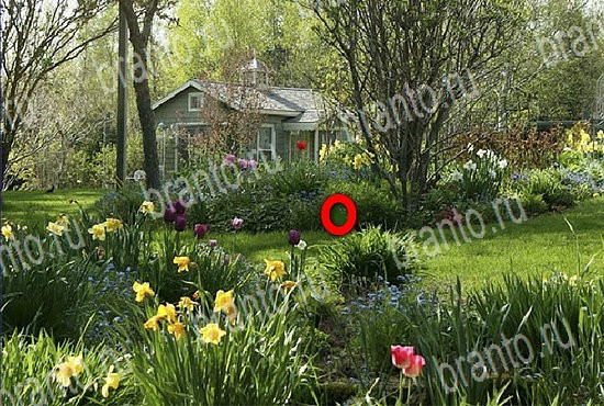 Игра Найди кота в Одноклассниках ответы Уровень 2637