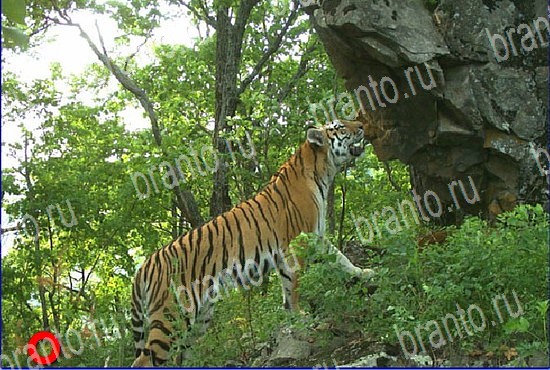 Найди кота игра в Одноклассниках помощь Уровень 2638