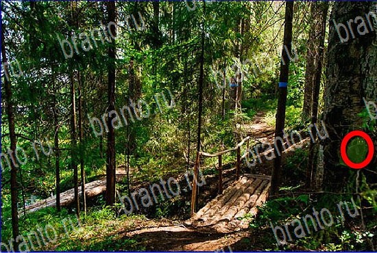 Найди кота игра ответы Уровень 2640