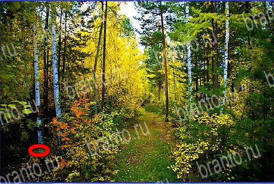 відповіді до гри Найди кота Уровень 2646