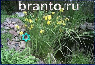 ответы на игру Найди кота Уровень 1243