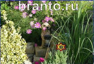 ответы на игру Найди кота Уровень 1259