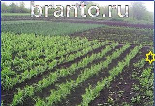 ответы на игру Найди кота Уровень 1261