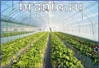 ответы на игру Найди кота Уровень 1265