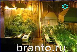 ответы на игру Найди кота Уровень 1270