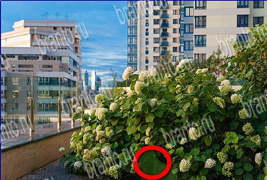 игра Найди кота ответы на все уровни