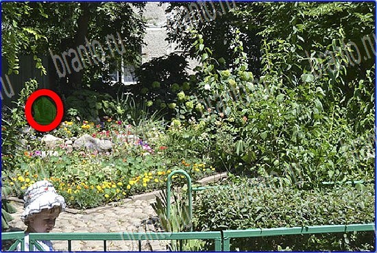 ответы на игру Найди кота Уровень 2710