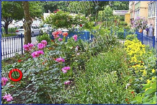 ключи на игру Найди кота Уровень 2727