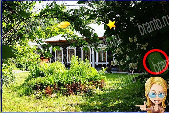 ответы на игру Найди кота Уровень 2772