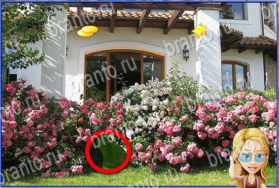 Игра Найди кота в Одноклассниках прохождение Уровень 2792