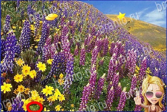 ответы на игру Найди кота Уровень 2795