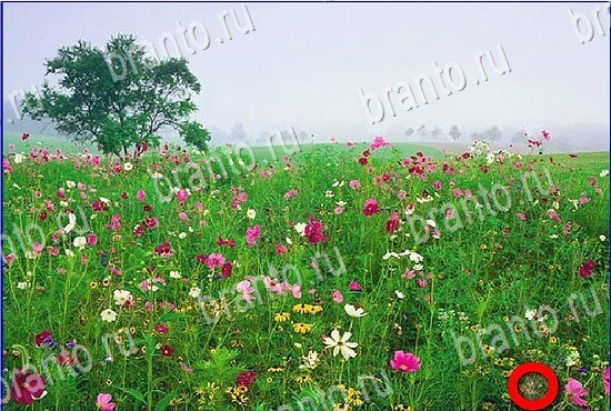 Игра Найди кота в Одноклассниках ответы Уровень 2797