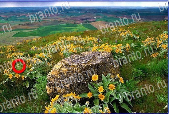 Найди кота игра в Одноклассниках помощь Уровень 2798