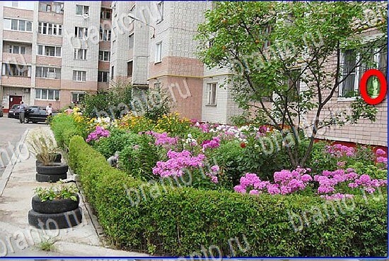 Найди кота игра в Одноклассниках подсказки Уровень 2799