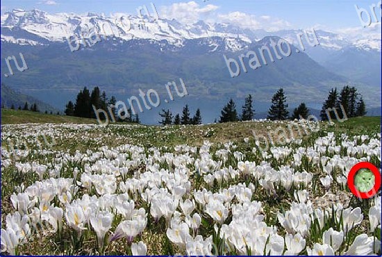 Найди кота игра ответы Уровень 2800