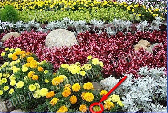 решения на игру Найди кота Уровень 2803