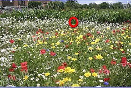 помощь на игру Найди кота Уровень 2804