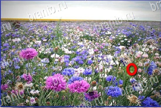 відповіді до гри Найди кота Уровень 2806