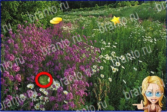 решебник на игру Найди кота Уровень 2809