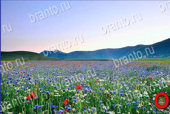 Найди кота игра ответы Уровень 2810