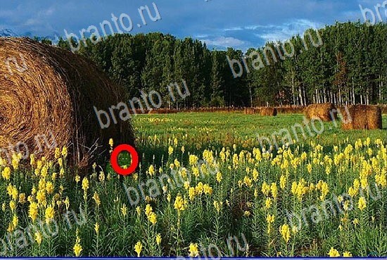 ответы на игру Найди кота Уровень 2815