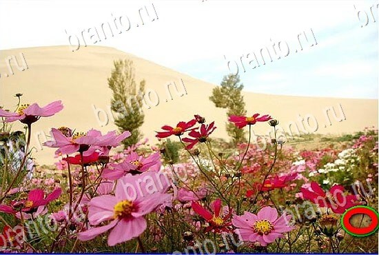 ответы на игру Найди кота Уровень 2818