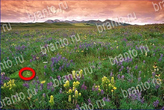 решения на игру Найди кота Уровень 2819