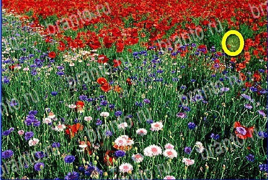 подсказки на игру Найди кота Уровень 2820