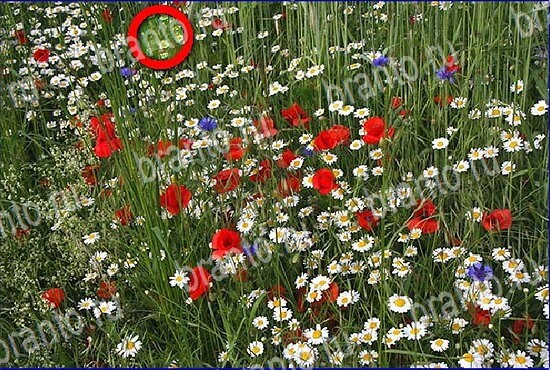 игра Найди кота ответы на все уровни