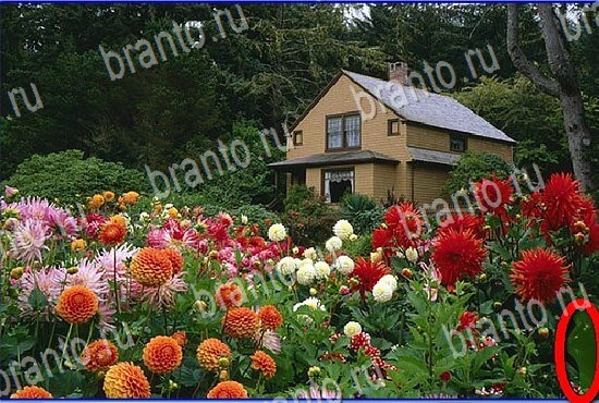 ответы на игру Найди кота Уровень 2822