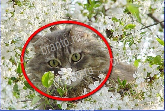 відповіді на игру Найди кота Уровень 2823