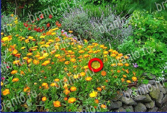 ответы на игру Найди кота Уровень 2827