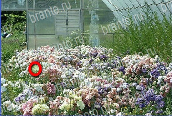 ответы на игру Найди кота Уровень 2830