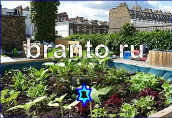 Одноклассники ответы на игру Найди кота Уровень 2388