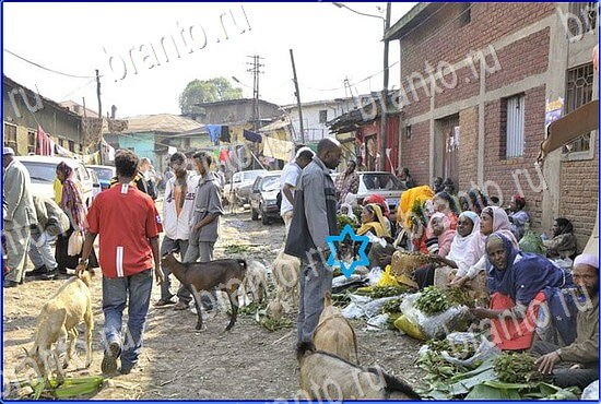 помощь на игру Найди кота Уровень 2404