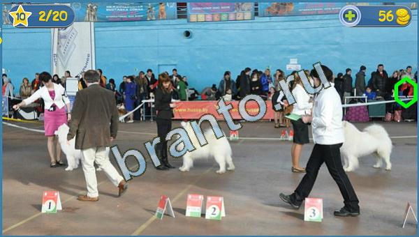 ответы на игру Где кот в одноклассниках