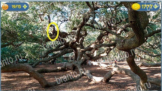 игра Где кот помощь уровень 2539