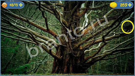 решения для игры Где кот