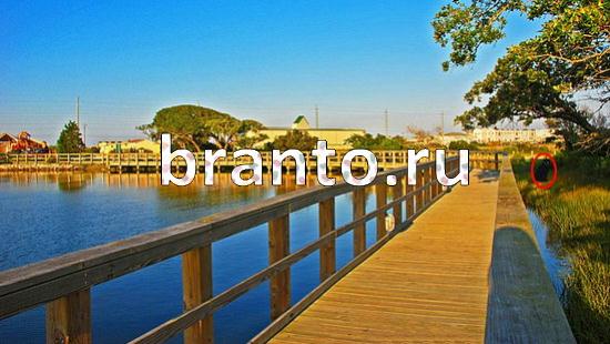 ответы на игру в одноклассниках Где же кот Уровень 126