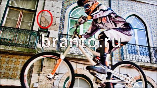 ответы на игру Где же кот Уровень 155