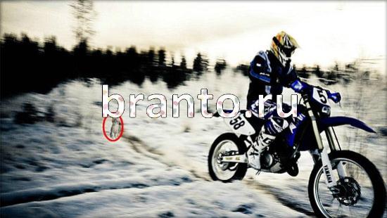 ответы на игру Где же кот Уровень 158